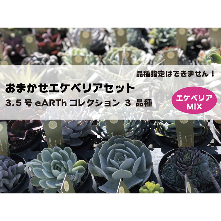 八ヶ岳ナーエケベリアセット 3.5号 eARTh  コレクション 3 品種